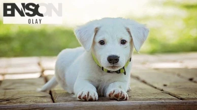 Rüyada köpek görmek ne anlama gelir? Rüyada köpek ısırması ve saldırması ne demek