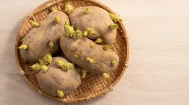 Patatesin Hızlı Filizlenmesinin Sebebi ve Doğru Saklama Yöntemleri Nelerdir?