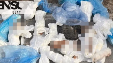 İzmir'de dehşet verici olay: 33 kedinin cesedi çöp konteyneri yanında bulundu