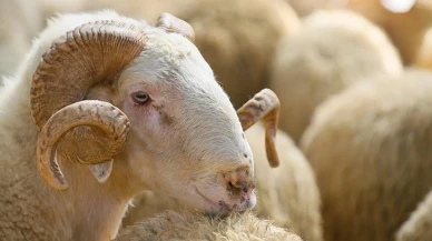 Kaç Gram Altını Olan Kurban Kesebilir? Kurban Kesmek Kimlere Düşer?