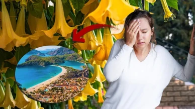 Uzmanlardan kritik uyarı! Bu çiçeğin her parçası zehir saçıyor