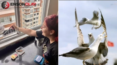Trabzon'da Artan Martı Sayısı Kent Sakinlerini Endişelendiriyor: Çözüm İçin Kontrollü Avlanma Önerisi!