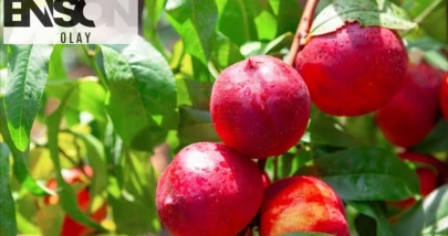Rüyada Şeftali Yemek, Soymak, Vermek Ne Demektir? Hangi Davranışlara İşaret Eder?