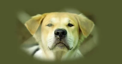 Rüyada Köpek Görmek Ne Anlama Gelir?