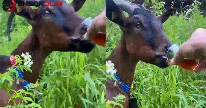 Rize'de keçi, beklenenin aksine sıradışı bir davranış sergileyerek lıkır lıkır çay içti!