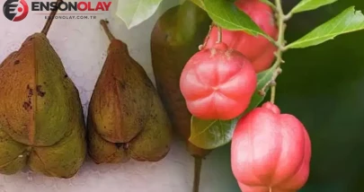 Türkiye'nin Damakları Şimdi de Ackee ile Tanışıyor: Dünyanın En Lezzetli Meyvesi Türkiye'ye Geliyor!
