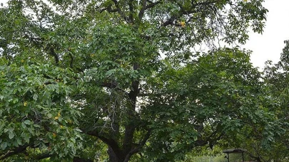 Yaş yaprak yakmanız için en önemli neden bu
