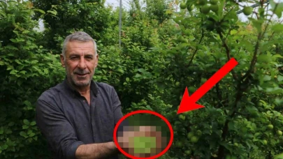 320 ağacın bulunduğu 4.000 metrekarelik alanda muhteşem bir yeşil alan oluşturuldu!