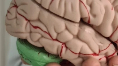 Beyindeki sinir iletimini sağlayan bir nörotransmitter olan asetilkolin, kasların kasılmasını ve sinir hücreleri arasındaki iletişimi düzenler. Asetilkolin aynı zamanda bellek oluşumu, öğrenme ve dikkat gibi bilişsel fonksiyonlarda da önemli rol oynar.