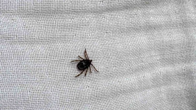 Kene Isırığını Hafife Almayın! İşte Belirtiler ve Önlemler