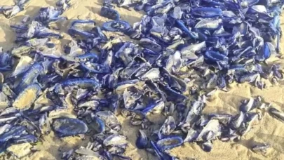 On binlercesi aniden kıyıya vurdu: Gözde plaj aniden mosmor oldu!