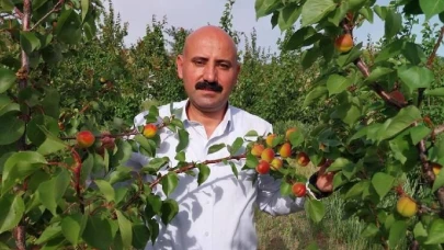Üretimin 1 numaralı adresi! 2025’in ilk hasadı başladı:
