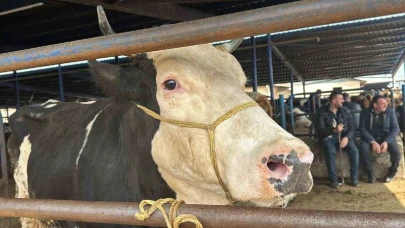 Kurbanlıkta uygun fiyat yarışı başladı!