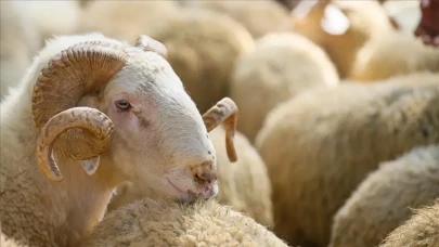 Kurban Bayramı 2025'te 3 milyondan fazla kurbanlık satıldı