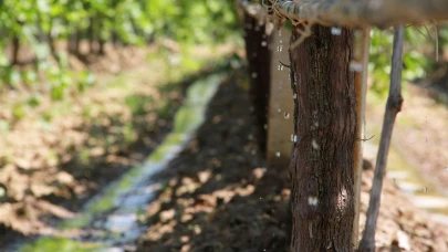 Manisa’da sulama sezonu başladı: Hedef 8,5 milyar TL katkı