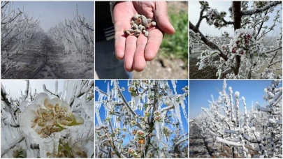 Don vuran çiftçiye müjde! 65 ili kapsayan destekleme ödemesi Resmi Gazete'de yayımlandı: İşte şartlar
