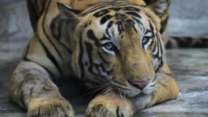 Hayvan sömürüsü yine can aldı