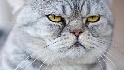 Kediniz sizi seviyor ya da sevmiyor olabilir, ama kokunuzu muhakkak tanıyor!