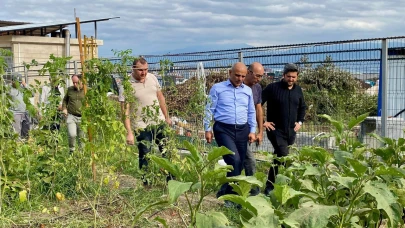 Körfez’de ata tohumunun ilk hasadı yapıldı