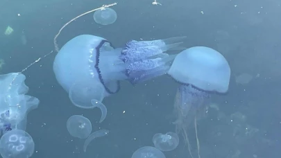 Müsilaj başladı denizanaları öldü