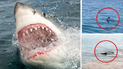 Türkiye'de köpek balığı tespit edildi mi? Korku dolu paylaşımlar hızla yayılıyor: Vatandaşların endişesi artıyor