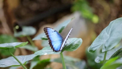 Türkiye’nin ilk kelebek bahçesi: Yaz döneminde doldu taştı!