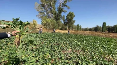 Şeker Pancarı Üreticisi: "Verimsiz Hasat Tarımı Tehdit Ediyor"
