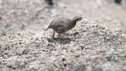 90 keklik kurtarıldı