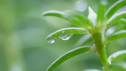 Bir damlası bile cildi yeniliyor! İşte genç kalmanın sırrı 'kaya koruğu' faydaları