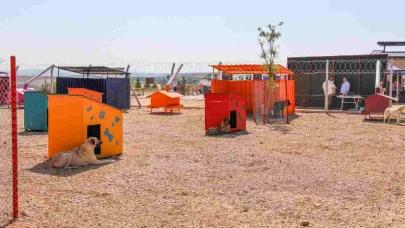 Büyükşehir Belediyesi, Sokak Hayvanları İçin Anlamlı Duyuru Yaptı