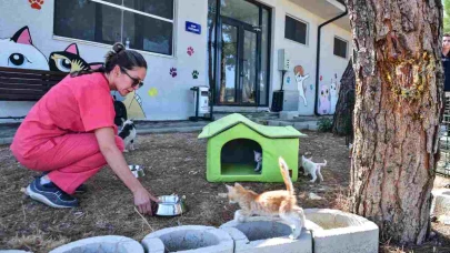 Büyükşehir Belediyesi, sokak hayvanlarına şefkat elini uzatmaya devam ediyor