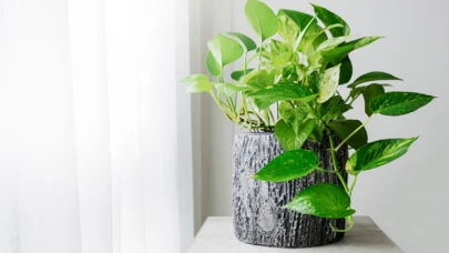 Ev bitkileri için önemli olan bakım ipuçları hakkında bilgi vereceğim.--> Evde bulunan bitkilerinizin daha sağlıklı ve canlı kalması için düzenli sulama yapmayı unutmayın. Her bitkinin su ihtiyacı farklı olabileceği için sulama sıklığını bitkinin türüne göre ayarlayın.--> Bitkilerinizi sık sık toprağını kontrol ederek, gerektiğinde topraklarını değiştirin ve taze toprakla yenileyin. Topraklarının nemli ancak aşırı sulanmış olmamasına dikkat edin.--> Bitkilerinizin sağlıklı büyümesi için düzenli aralıklarla gübreleme yapmayı ihmal etmeyin. Bitkilerinizin ihtiyacına uygun gübreleri kullanarak besin takviyesi sağlayabilirsiniz.--> Ev bitkilerinizi zaman zaman temizleyerek yapraklarındaki tozu alın ve böylece bitkinin fotosentez yapma kapasitesini arttırın. Ayrıca böceklenme gibi sorunları önlemek için düzenli temizlik önemlidir.--> Bitkilerinizin ışık ihtiyacını göz önünde bulundurarak doğrudan güneş ışığı alabilecekleri bir konuma yerleştirin. Aşırı güneş ışığı bitkilerinize zarar verebileceği gibi, yetersiz ışık da büyüme sorunlarına yol açabilir.Bu ipuçlarına dikkat ederek ev bitkilerinizi sağlıklı ve canlı tutabilir, yaşam alanınıza doğal bir güzellik katabilirsiniz.