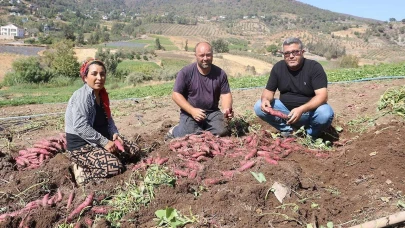 Hatay'da hasat zamanı! Yerli ürünler 35 TL'den alıcı buluyor