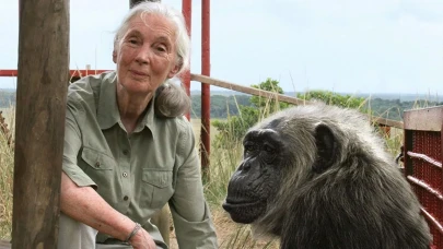 Jane Goodall: Şempanzelerin İzinde Bilim ve Doğa Sevgisi!