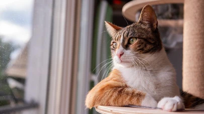 Kedinizin size olan sevgisini anlamanın 5 farklı yolu