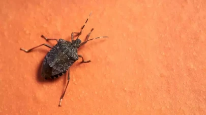 Kokarca böceği sorununa çözüm: Pervazlara sürün, istilaya son verin!