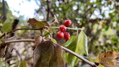 Kuraklık onu da vurdu!