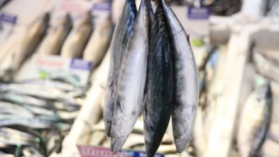 Palamut avı azaldı, fiyatlar uçtu