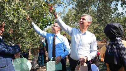Soma'da Zeytin Hasadı Coşkusu Başladı!