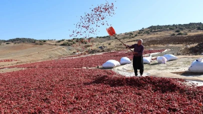 Türkiye’nin üretim ambarında mesai başladı! Kırmızı gören sepete atıyor, kimisi baharat, kimisi de kuru yapıyor