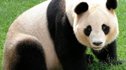 Biyosferdeki Tehlike: Soy Tükenme ve Ekosistem Bozulmaları