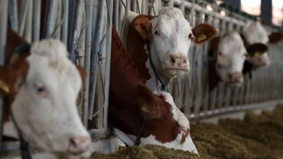 Türkiye'de Deli Dana Hastalığı Yayılma Endişesi Artıyor mu?