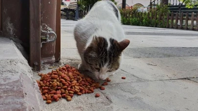 Kediler avlanmayı bıraktı, fareler de mamayla besleniyor