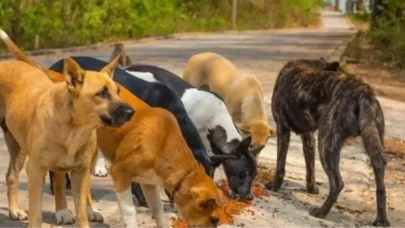 Sokak köpeklerini beslemek yasak mı, cezası ne kadar? İstanbul'da sokak köpeklerine mama vermek yasaklandı...
