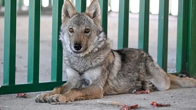 Vahşi doğanın sınırlarını zorlayan kurtlar, artık gündüzleri de saldırıya geçiyor