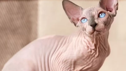 57 yaşındaki ünlü oyuncudan 'tüysüz kedi' itirafı: Geceleri yapıyorum!