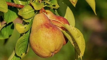 Uzmanlar, Armudun Kabuğunun Sağlık İçin Önemini Vurguluyor: Atmayın, Tüketin!
