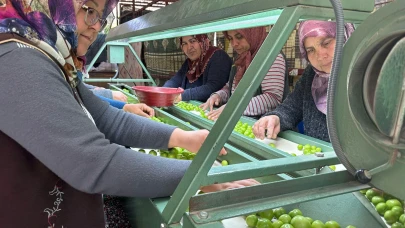 Erik hasadı başladı! Kilosu 450 liradan satılıyor