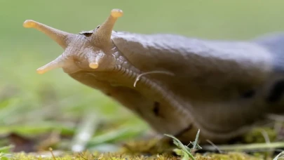 Salyangozların en nefret ettiği koku! Bahçeye sıkın yeter