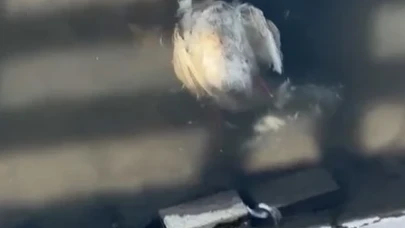 Yeşilırmak'ta korkutan görüntü! Ördek ve kaz ölümleri başladı